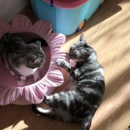 娱乐吃猫瓜