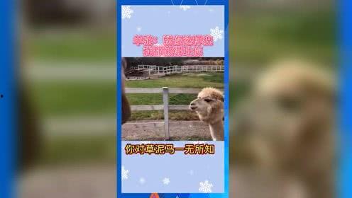 娱乐吃瓜群众歌曲有哪些